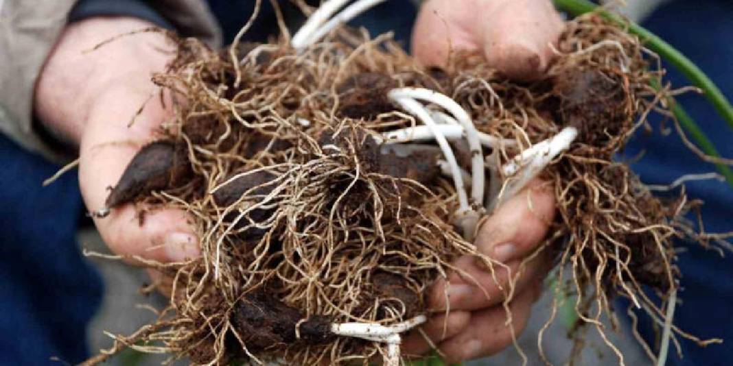Toros Dağları’ndan Avrupa pazarına yolculuk yapıyor: Bakanlık izni dışında toplanması yasak! 6